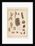 Lac bugs by Martin Frobene Ledermuller
