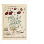 ‘Cocchus Polonicus’ by Martin Frobene Ledermuller