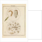 Caterpillar and flour mites by Martin Frobene Ledermuller