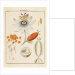 Passion flower pollen by Martin Frobene Ledermuller