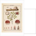 Kermes insect by Martin Frobene Ledermuller