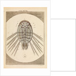 Carp louse by Martin Frobene Ledermuller