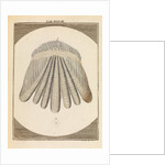 Perch scale by Martin Frobene Ledermuller