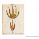 Bee proboscis and stinger by Martin Frobene Ledermuller