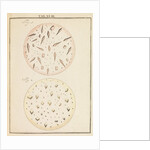 Crystals from wines by Martin Frobene Ledermuller