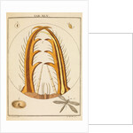 Antlion jaws by Martin Frobene Ledermuller