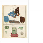 Butterfly wings and mould by Martin Frobene Ledermuller