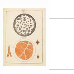 Rochelle salt and blood by Martin Frobene Ledermuller