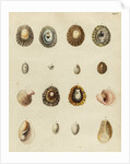 Shell specimens by Emanuel Mendes da Costa