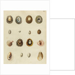 Shell specimens by Emanuel Mendes da Costa