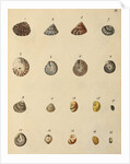 Shell specimens by Emanuel Mendes da Costa