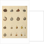 Shell specimens by Emanuel Mendes da Costa