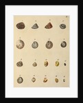 Shell specimens by Emanuel Mendes da Costa