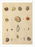 Snail shell specimens by Emanuel Mendes da Costa