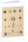 Snail shell specimens by Emanuel Mendes da Costa