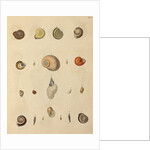 Snail shell specimens by Emanuel Mendes da Costa