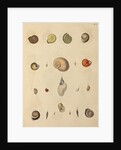 Snail shell specimens by Emanuel Mendes da Costa