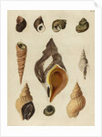 Shell specimens by Emanuel Mendes da Costa