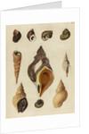 Shell specimens by Emanuel Mendes da Costa