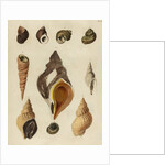 Shell specimens by Emanuel Mendes da Costa