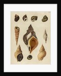 Shell specimens by Emanuel Mendes da Costa
