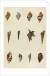 Shell specimens by Emanuel Mendes da Costa