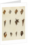 Shell specimens by Emanuel Mendes da Costa