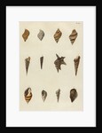 Shell specimens by Emanuel Mendes da Costa