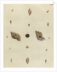 Shell specimens by Emanuel Mendes da Costa