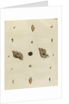 Shell specimens by Emanuel Mendes da Costa