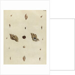 Shell specimens by Emanuel Mendes da Costa