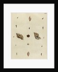 Shell specimens by Emanuel Mendes da Costa