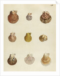 Shell specimens by Emanuel Mendes da Costa
