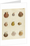 Shell specimens by Emanuel Mendes da Costa
