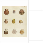 Shell specimens by Emanuel Mendes da Costa