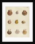 Shell specimens by Emanuel Mendes da Costa