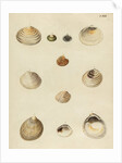 Shell specimens by Emanuel Mendes da Costa