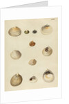 Shell specimens by Emanuel Mendes da Costa