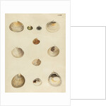 Shell specimens by Emanuel Mendes da Costa