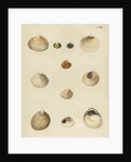 Shell specimens by Emanuel Mendes da Costa
