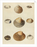 Shell specimens by Emanuel Mendes da Costa