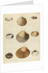 Shell specimens by Emanuel Mendes da Costa