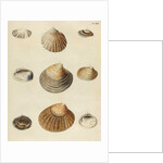 Shell specimens by Emanuel Mendes da Costa