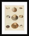 Shell specimens by Emanuel Mendes da Costa
