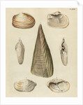 Shell specimens by Emanuel Mendes da Costa