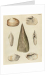 Shell specimens by Emanuel Mendes da Costa
