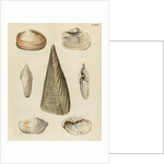 Shell specimens by Emanuel Mendes da Costa