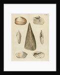 Shell specimens by Emanuel Mendes da Costa