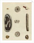 Shell specimens by Emanuel Mendes da Costa