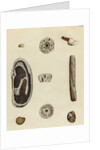 Shell specimens by Emanuel Mendes da Costa